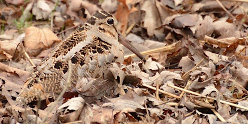 Woodcock Watch  primärbild