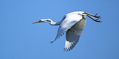 Imagen principal de Bald Head Island Birding Tour (2024)