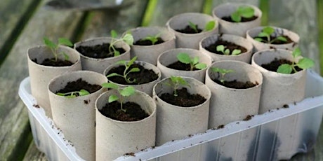 Wisdom Circle: DIY Seedling Starters primary image