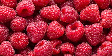 Families on the Land: Wild Foods - Raspberry Cheesecake primary image