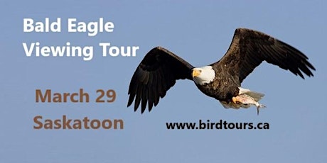 Bald Eagle Viewing Tour primary image