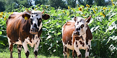 Imagem principal do evento Heifer Parade