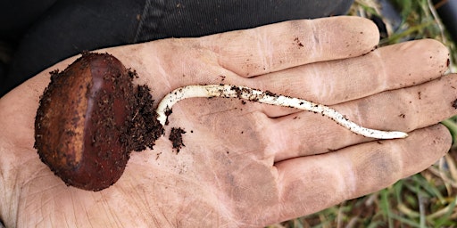 Hauptbild für Nut tree workshop and open house: patterns for resilient food systems