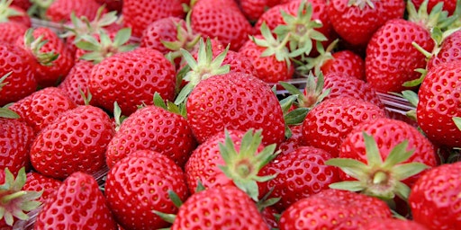 Imagem principal do evento Strawberry Jamboree