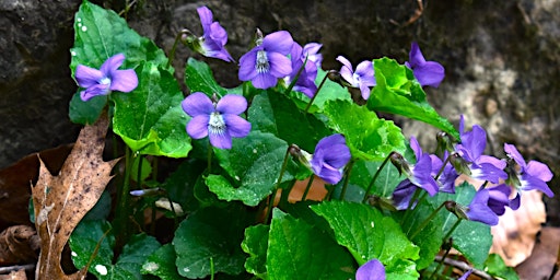 Primaire afbeelding van Sunday Wildflower Hike Series - West Point on the Eno