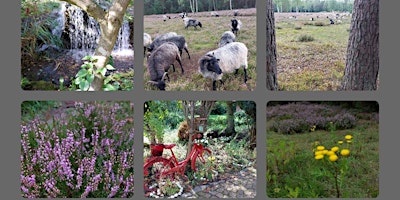 Hauptbild für 18.07.24 Wanderdate SingleReise in der Lüneburger Heide  für 40-65J