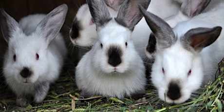 Raising Meat Rabbits