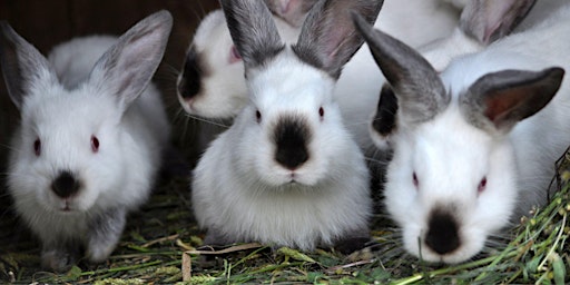 Hauptbild für Raising Meat Rabbits