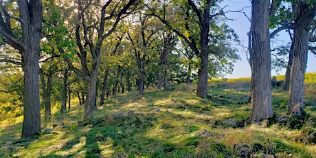 Forest Bathing at Pope Farm Conseravncy