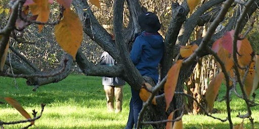 Imagem principal do evento Guided Forest Therapy Walk at Weston Park