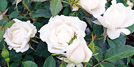 Rose Gardening Weekend • Spring Celebration