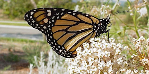 Hauptbild für Supporting Wildlife & Habitat Gardens • Spring Celebration