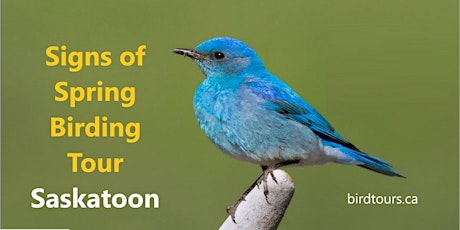 Immagine principale di Signs of Spring Birding Tour 