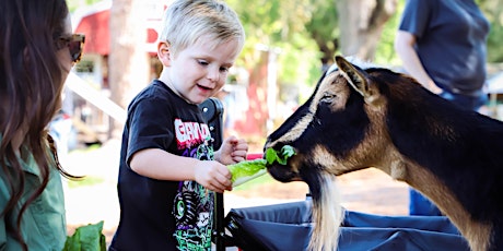 Visit the Farm Animals at Rooterville Animal Sanctuary