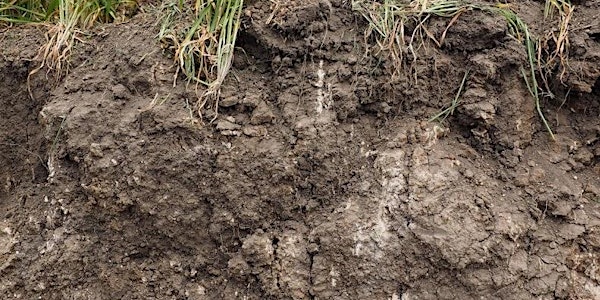 Understanding Soil Microbiology with Dr Pauline Mele