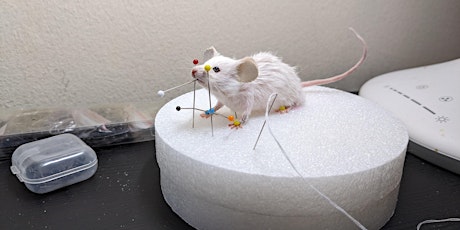 Mouse Taxidermy Class