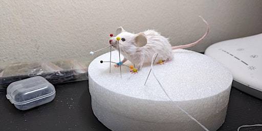 Mouse Taxidermy Class  primärbild