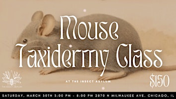 Image principale de Mouse Taxidermy Class