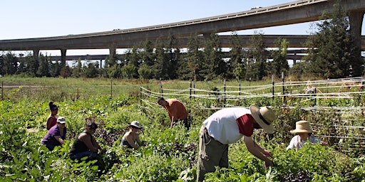 Veggielution Volunteer Field Days at the Farm  primärbild