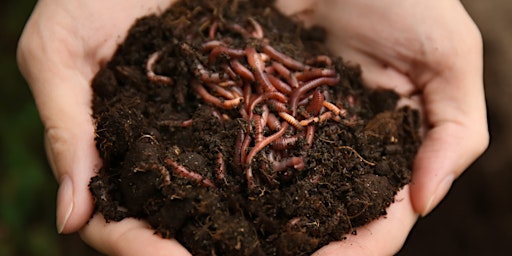 Primaire afbeelding van Wonderful world of worms
