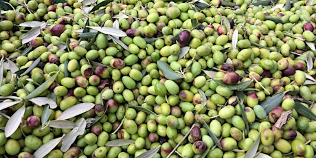 Italian-Style Olive Curing Workshop - Busselton