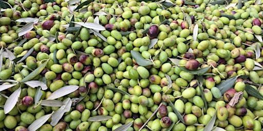 Imagem principal do evento Italian-Style Olive Curing Workshop - Busselton