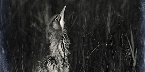 Lady of the Reeds - The life of bird photographer Emma Turner (HKC). primary image