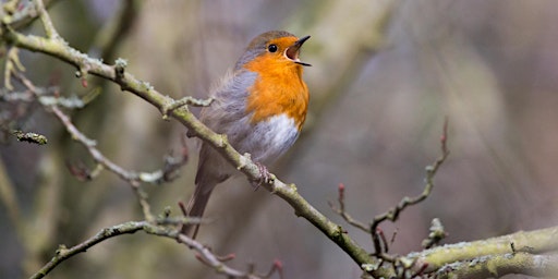 Imagem principal do evento Urquhart Bay Guided Walk - Dawn Chorus