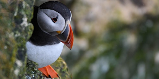 Flamborough & Bempton Cliffs guided walk primary image