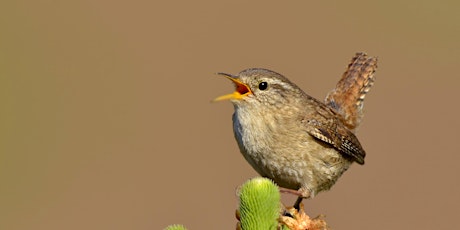 Urban Nature Club at Camley Street Natural Park: Brilliant Birds