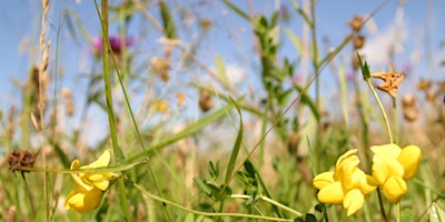 Hauptbild für Mindfulness and Nature – A Stroll on the Meads