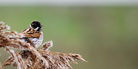 Urban Nature Club at Woodberry Wetlands: Brilliant Birds