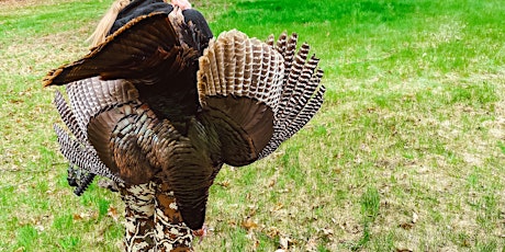 Introduction to Turkey Hunting - Part 2 - Bryant Pond