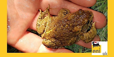 Taith Llyffant Cefnfelyn || Natterjack Toad Walk primary image