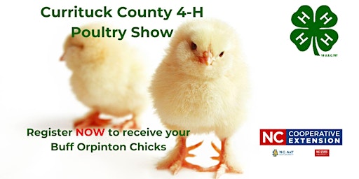 Imagem principal do evento 4-H Buff Orpington  Chicks