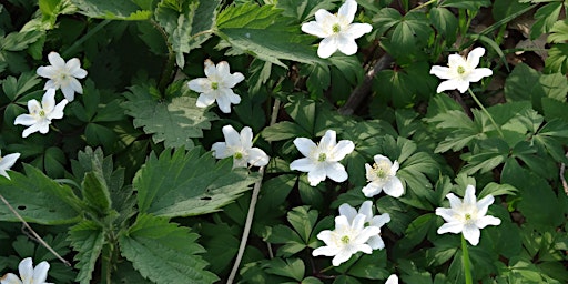 Primaire afbeelding van A woodland walk through Chesham Bois