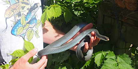 Hauptbild für SPRING SNAKE WALK