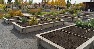 Allotment Gardening in the Summer primary image