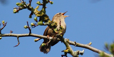 Hauptbild für Dawn Chorus at Ystrad Fawr