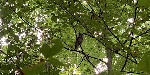 Bird Stroll with Ranger Jonah