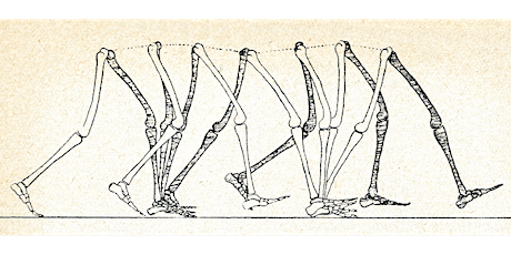 Imagem principal do evento Reconciling Biomechanics with Pain Science