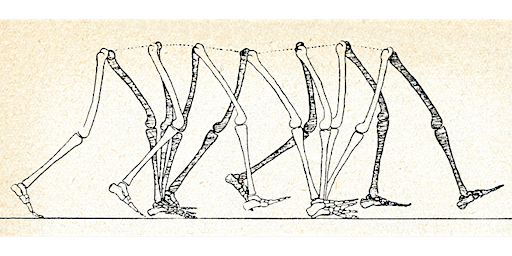 Reconciling Biomechanics with Pain Science primary image