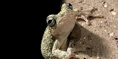 Nighttime Frog Walk at Mason Mill Park