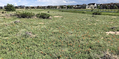 Monthly Bluff Lake Plant Walks primary image