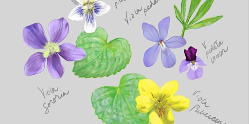 Immagine principale di In the Witches Garden- a study in violets 