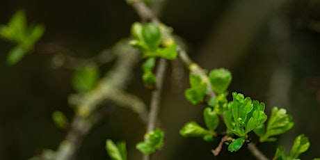 Urban Nature Club at Woodberry Wetlands: Fantastic Flowers of Spring