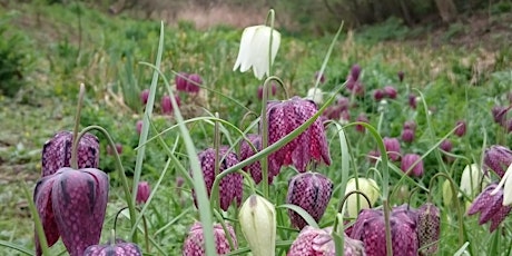 Urban Nature Club at Camley Street Natural Park: Fantastic Flowers