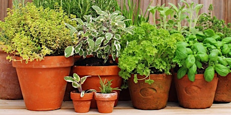 Herb Container Gardening Workshop