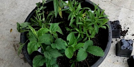 Native Plant Container Workshop