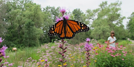 Bees, Butterflies and Bennies (Beneficial Insects) primary image